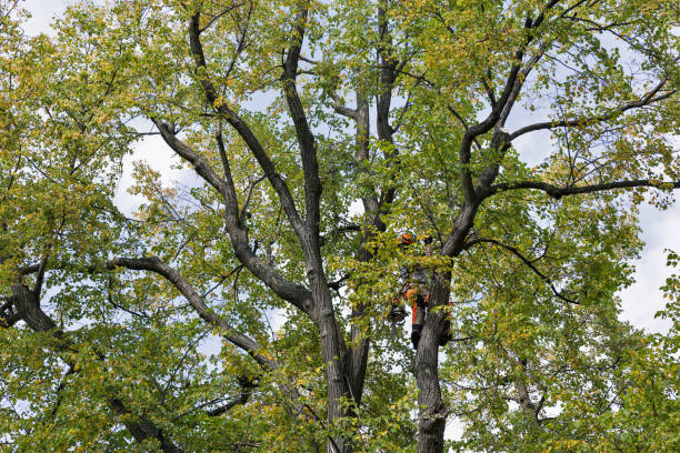 Best Hazardous Tree Removal  in Silverthorne, CO